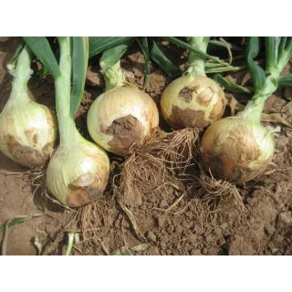 Compra CEBOLLA TOP STAR F1 (100 gr.). en la tienda online Fito Agrícola