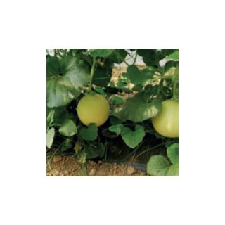 Compra MELÓN GALANET F1 (1000 Semillas). en la tienda online Fito Agrícola