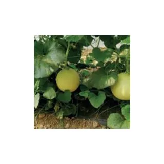 Compra MELÓN GALANET F1 (1000 Semillas). en la tienda online Fito Agrícola