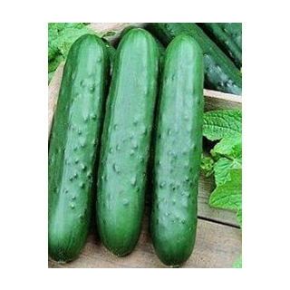 Compra PEPINO DASHER II F1 (1000 Semillas). en la tienda online Fito Agrícola