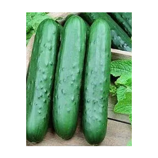 Compra PEPINO DASHER II F1 (1000 Semillas). en la tienda online Fito Agrícola