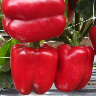 Compra PIMIENTO ARIOSTO F1 (1000 Semillas). en la tienda online Fito Agrícola