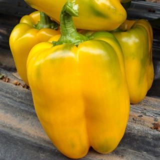 Compra PIMIENTO OROSTAR F1 (1000 Semillas). en la tienda online Fito Agrícola