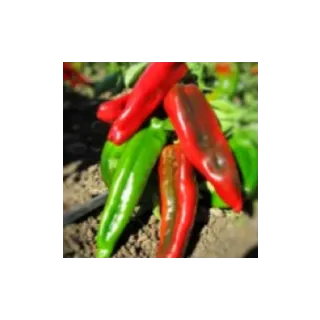 Compra PIMIENTO ROSSANO F1 (1000 Semillas). en la tienda online Fito Agrícola