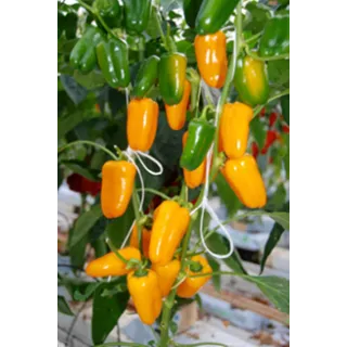 Compra PIMIENTO SNACKING YELLOW F1 (1000 Semillas). en la tienda online Fito Agrícola