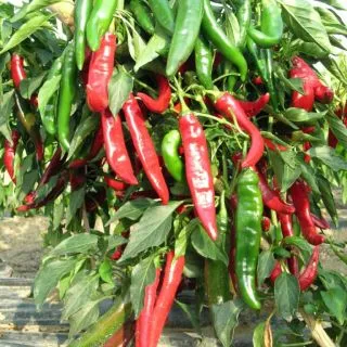 Compra ARDEI RED DEVIL F1 (1000 semințe). en la tienda online Fito Agrícola