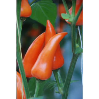 Compra PIMIENTO FRESNO ORANGE F1 (250 Semillas). en la tienda online Fito Agrícola