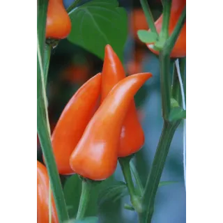 Compra ARDEI FRESNO ORANGE F1 (250 semințe). en la tienda online Fito Agrícola