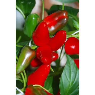 Compra ARDEI FRESNO RED F1 (1.000 semințe). en la tienda online Fito Agrícola