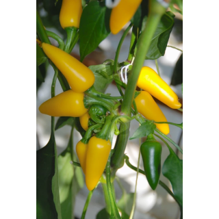 Compra PIMIENTO FRESNO YELLOW F1 (1000 Semillas). en la tienda online Fito Agrícola