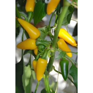 Compra ARDEI FRESNO YELLOW F1 (1000 semințe). en la tienda online Fito Agrícola