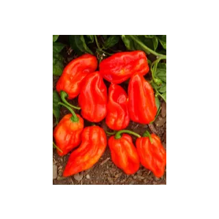 Compra ARDEI HABAHOT F1 (1000 semințe). en la tienda online Fito Agrícola