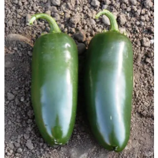 Compra ARDEI NEW PARK F1 (1000 semințe). en la tienda online Fito Agrícola