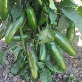 Compra ARDEI PICADERO F1 (1000 semințe). en la tienda online Fito Agrícola