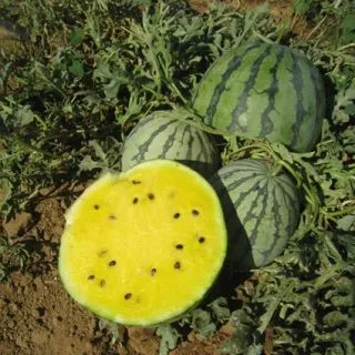 Compra SANDÍA YELLOWIN F1 (1000 Semillas). en la tienda online Fito Agrícola
