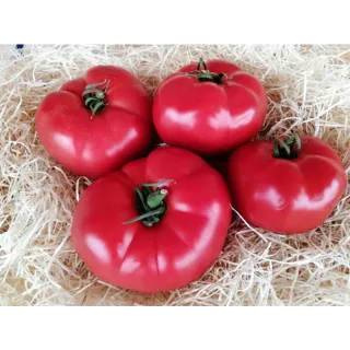 Compra TOMATE EUFORIA F1 (500 Semillas). en la tienda online Fito Agrícola