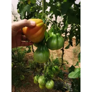 Compra TOMATE KOKORO F1 (500 Semillas). en la tienda online Fito Agrícola