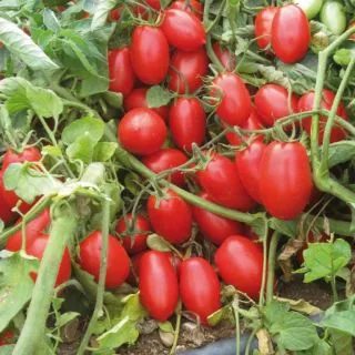 Compra TOMATE CESARINO F1 (1000 Semillas). en la tienda online Fito Agrícola