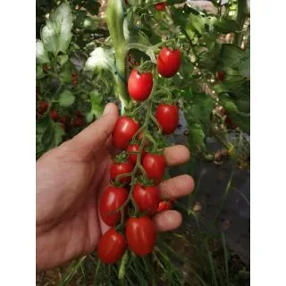 Compra TOMATE TASTE F1 (1000 Semillas). en la tienda online Fito Agrícola