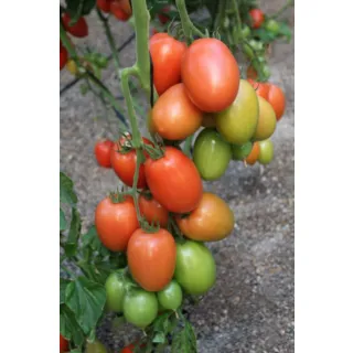 Compra TOMATE BOBBY F1 (1000 Semillas). en la tienda online Fito Agrícola