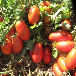 Compra TOMATE DURPEEL F1 (1000 Semillas). en la tienda online Fito Agrícola