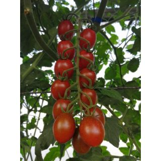 Compra TOMATE MORENITO F1 (1000 Semillas). en la tienda online Fito Agrícola
