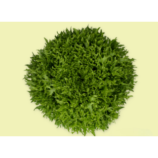 Compra LECHUGA EXONIC RZ Pildorada (5.000 Semillas). en la tienda online Fito Agrícola