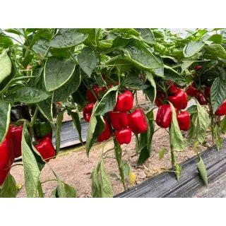 Compra ARDEI BEMOL RZ F1 Precizie (1000 semințe). en la tienda online Fito Agrícola