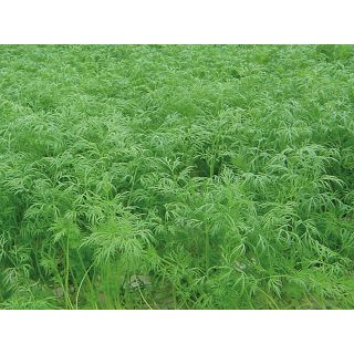 Compra ENELDO GOLDKRONE (1.000.000 Semillas). en la tienda online Fito Agrícola