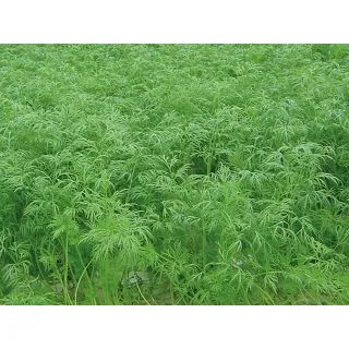 Compra ENELDO GOLDKRONE (1.000.000 Semillas). en la tienda online Fito Agrícola