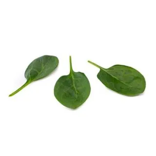 Compra ESPINACA BOXFISH RZ F1 (1.000.000 Semillas) en la tienda online Fito Agrícola
