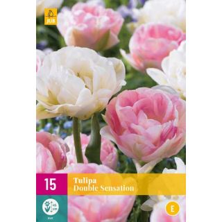Compra TULIPÁN DOUBLE SENSATION XXL en la tienda online Fito Agrícola