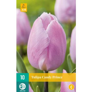 Compra TULIPÁN CANDY PRINCE en la tienda online Fito Agrícola