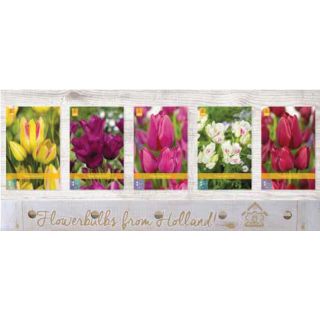 Compra TULIPÁN MULTI FLOWERING Cofre (350 Unidades) en la tienda online Fito Agrícola