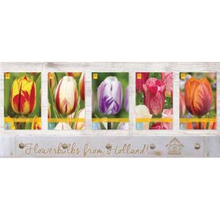 Compra TULIPÁN REMBRANDT Cofre (350 Unidades) en la tienda online Fito Agrícola