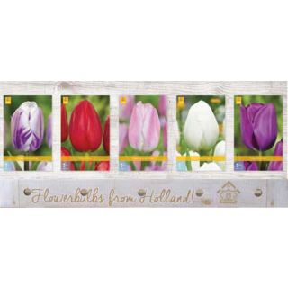 Compra TULIPÁN TRIUMPH Cofre (350 Unidades) en la tienda online Fito Agrícola