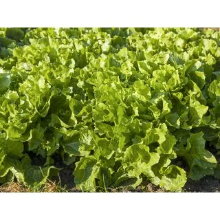 Compra ESCAROLA NUANCE ECOLÓGICA Pildorada (10.000 Semillas) en la tienda online Fito Agrícola