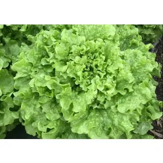 Compra LECHUGA SALUREK ECOLÓGICA Pildorada (10.000 Semillas) en la tienda online Fito Agrícola