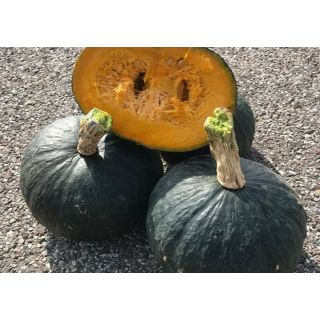Compra CALABAZA ELLIOS F1 (1000 Semillas). en la tienda online Fito Agrícola