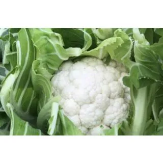 Compra COLIFLOR MONCAYO F1 (2.500 Semillas) en la tienda online Fito Agrícola