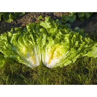 Compra ESCAROLA NUANCE Pildorada (10.000 Semillas) en la tienda online Fito Agrícola