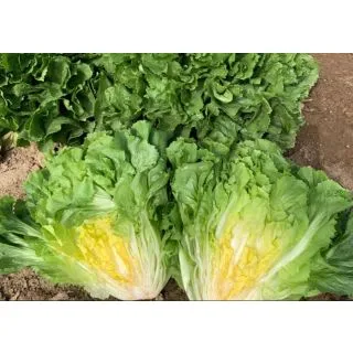 Compra ESCAROLA PARMENIDE Pildorada (10.000 Semillas) en la tienda online Fito Agrícola