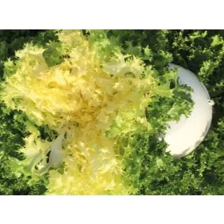 Compra ANDIVA VIKYNGA Pildorada (10.000 semințe) en la tienda online Fito Agrícola