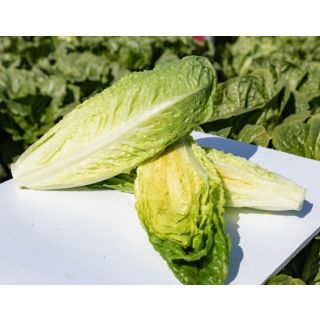 Compra LECHUGA COLISEUM Pildorada (10.000 Semillas) en la tienda online Fito Agrícola