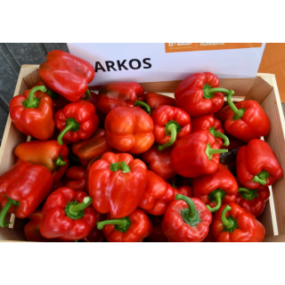 Compra PIMIENTO ARKOS F1 (1.000 Semillas) en la tienda online Fito Agrícola