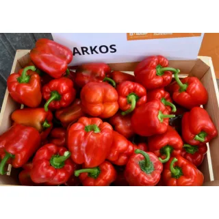 Compra ARDEI ARKOS F1 (1.000 semințe) en la tienda online Fito Agrícola