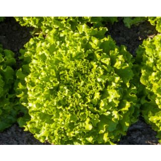 Compra LECHUGA OLANA Pildorada (10.000 Semillas) en la tienda online Fito Agrícola