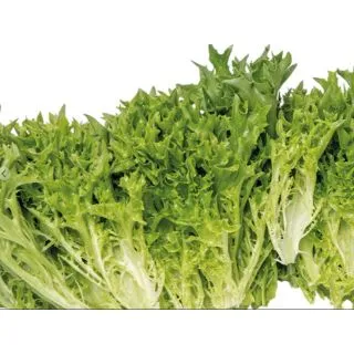 Compra LECHUGA SKILTON Pildorada (10.000 Semillas) en la tienda online Fito Agrícola