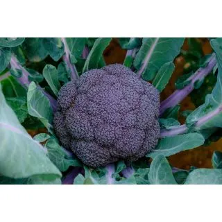 Compra BRÓCOLI MORADO PURPLE MAGIC F1 (2.500 Semillas). en la tienda online Fito Agrícola