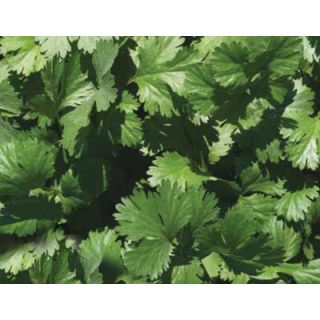Compra CILANTRO SANTO (10 Kgr.) en la tienda online Fito Agrícola